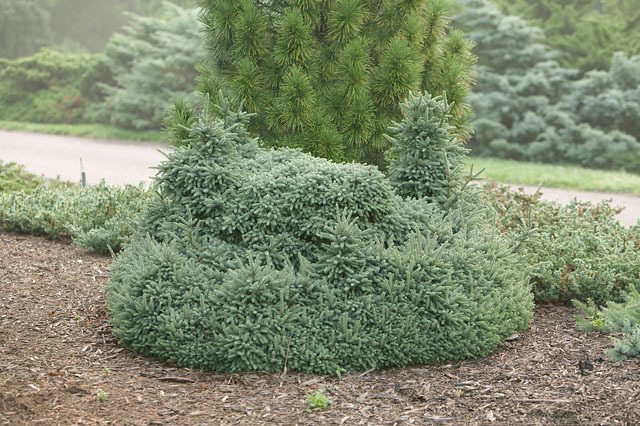 Picea glauca 