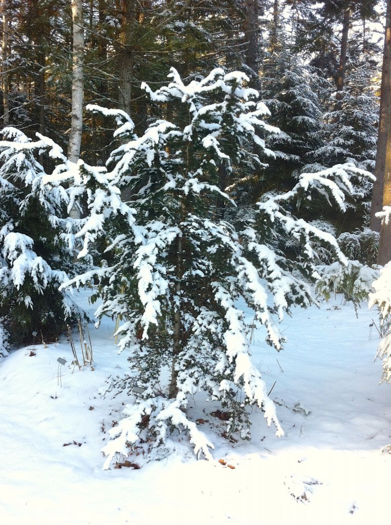 Tsuga canadensis 