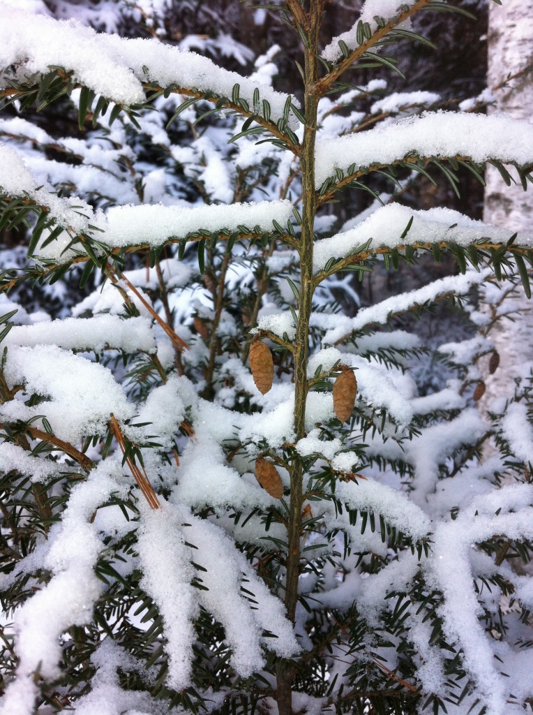 Tsuga canadensis 