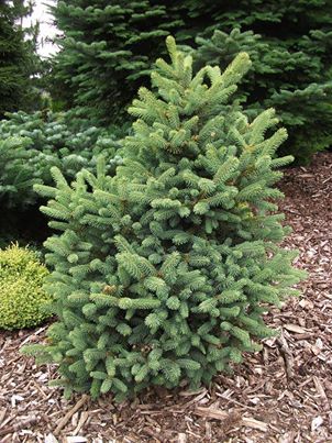 Picea asperata 