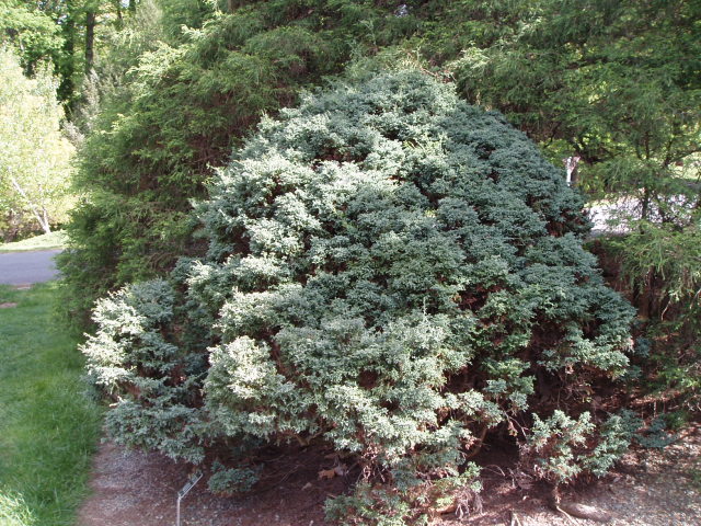 Chamaecyparis pisifera 