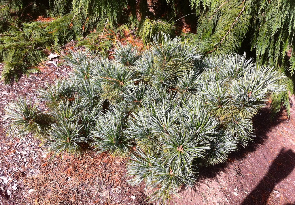 Pinus pumila 
