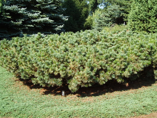 Pinus pumila 