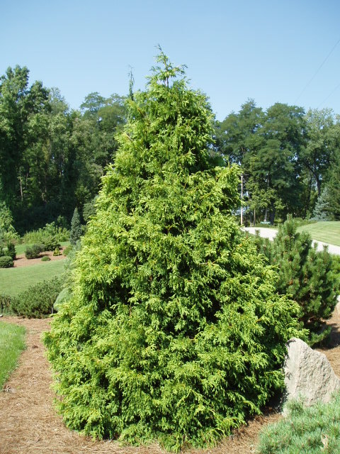 Thuja occidentalis 