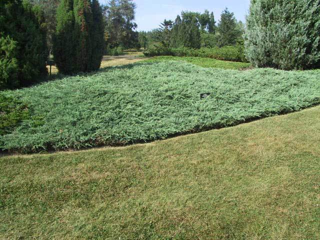 Juniperus horizontalis 
