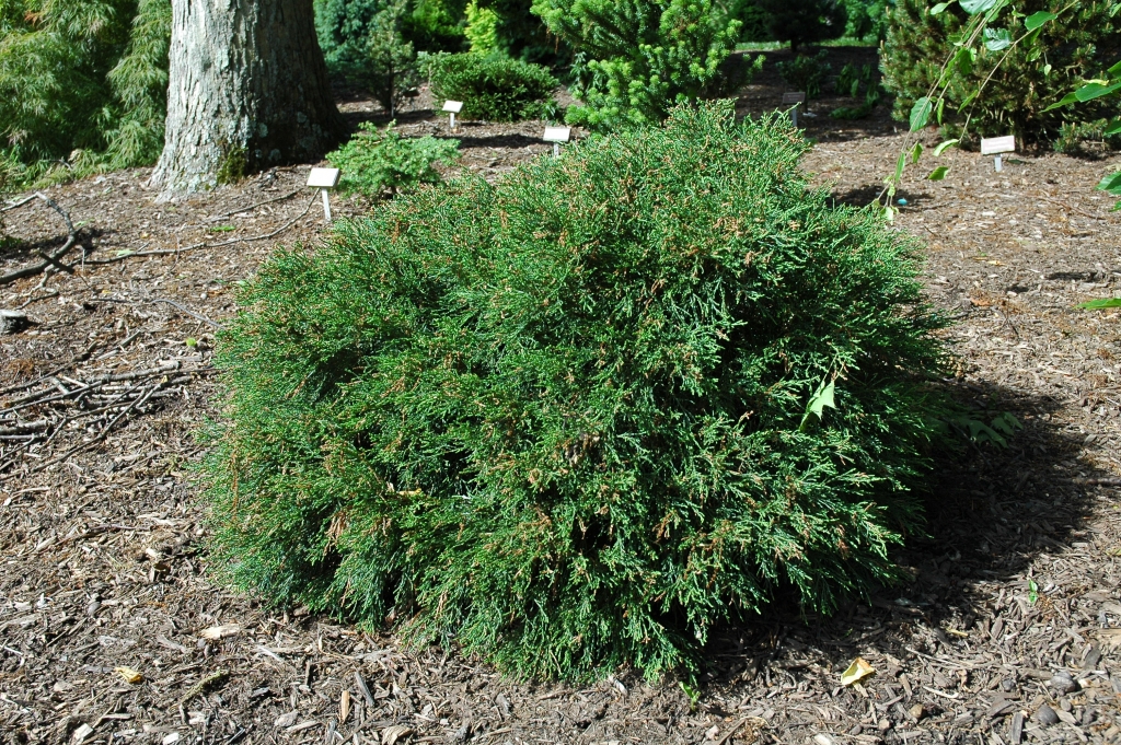 Chamaecyparis lawsoniana 