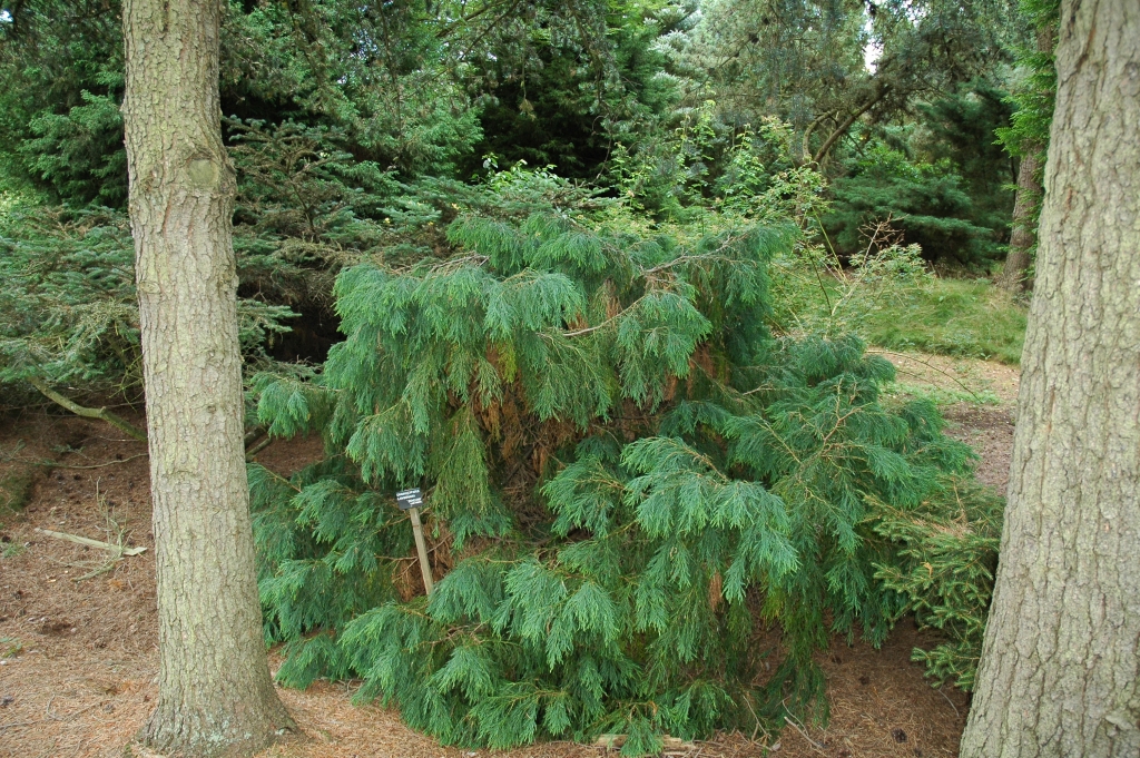 Chamaecyparis lawsoniana 