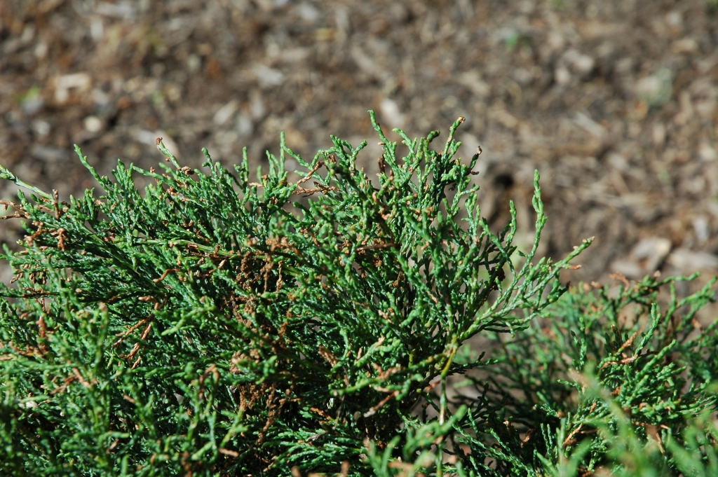 Chamaecyparis lawsoniana 