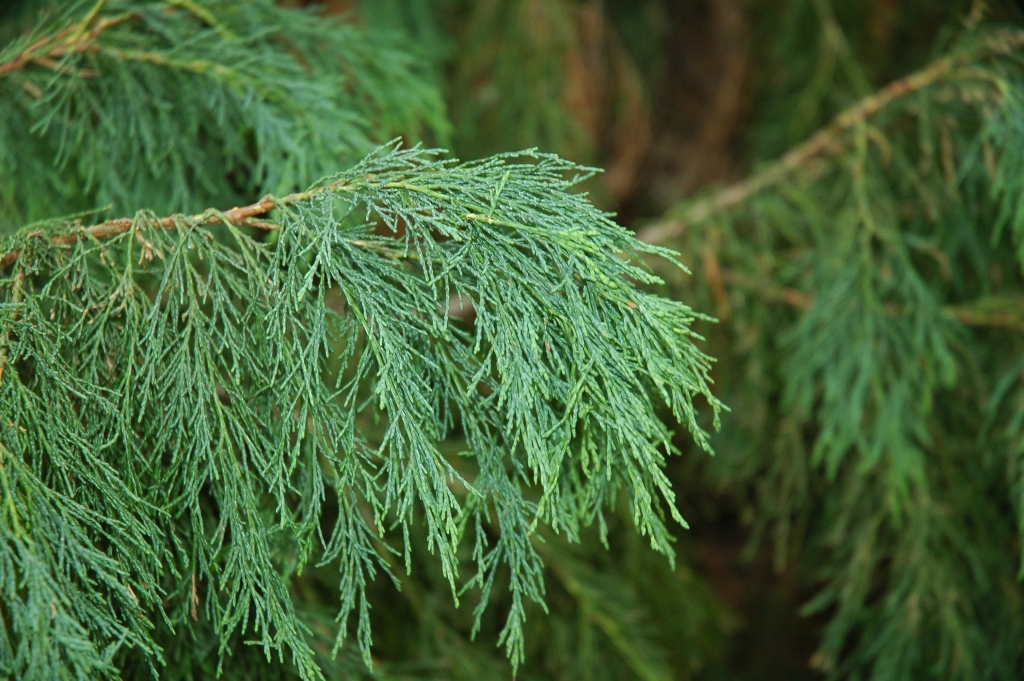 Chamaecyparis lawsoniana 
