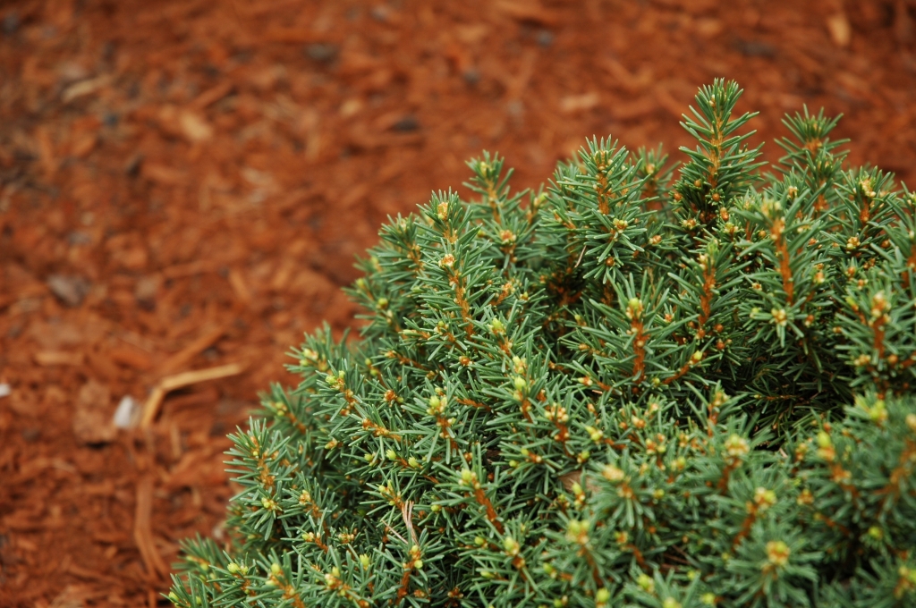 Picea abies 