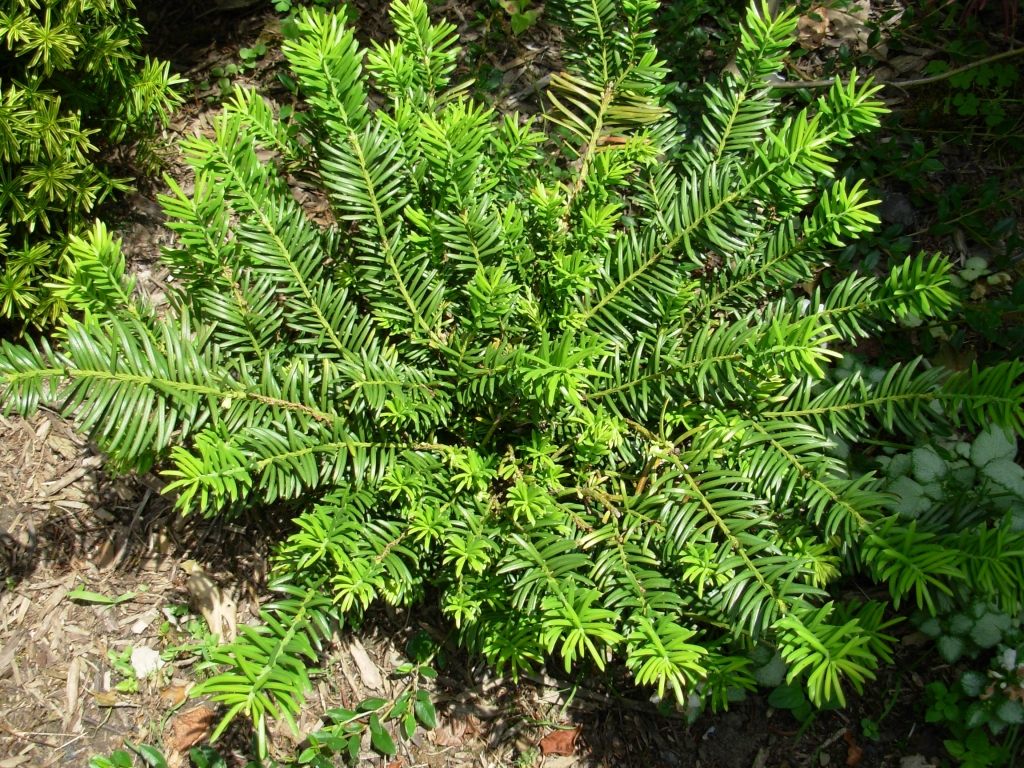 Cephalotaxus harringtonii 