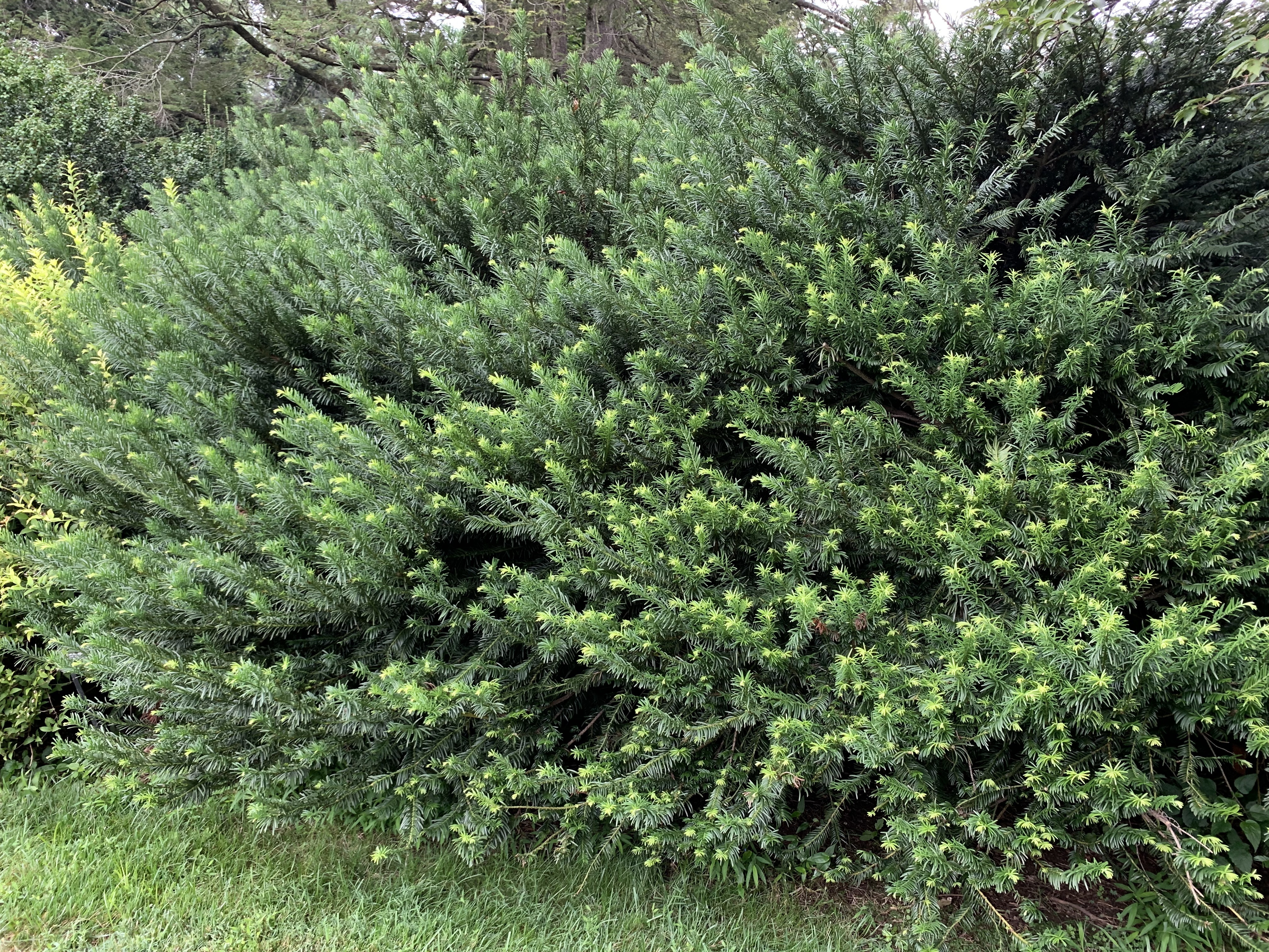 Cephalotaxus harringtonii 