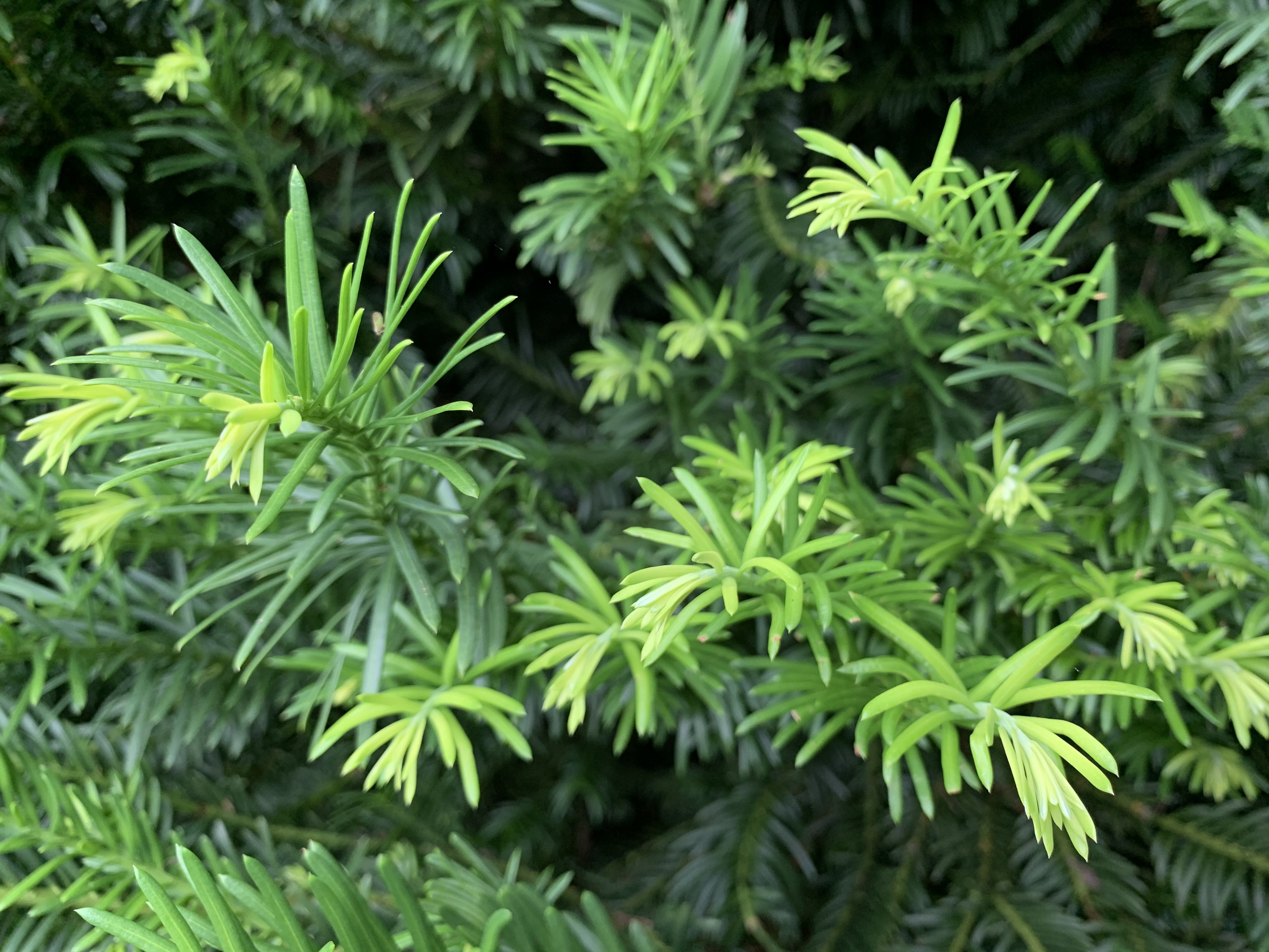 Cephalotaxus harringtonii 
