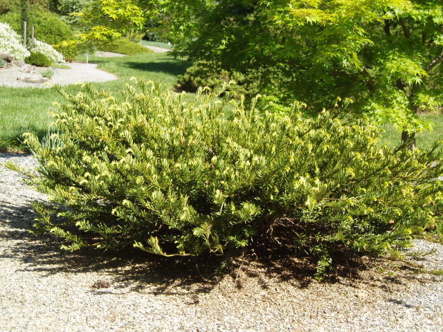 Cephalotaxus harringtonii 