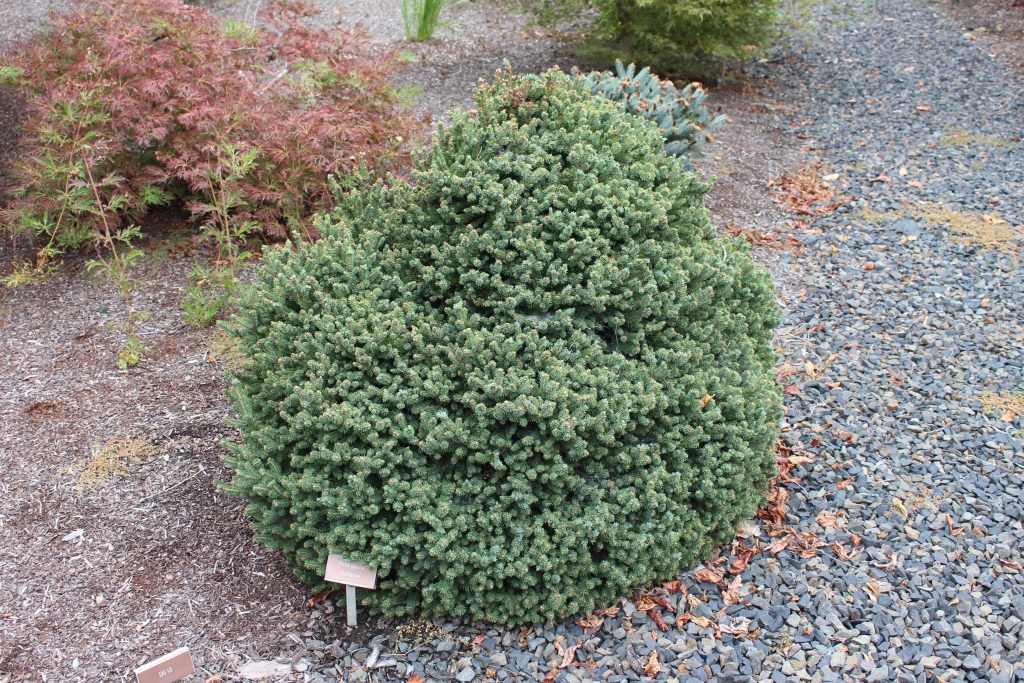 Picea glauca 
