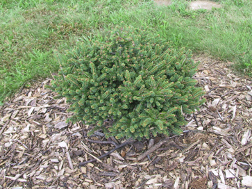 Picea glauca 