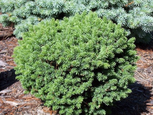 Picea abies 