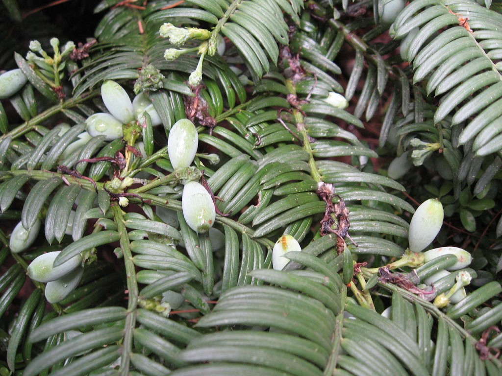 Cephalotaxus harringtonii 
