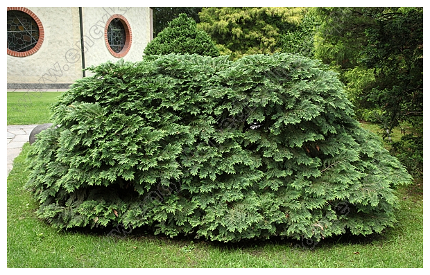 Chamaecyparis lawsoniana 