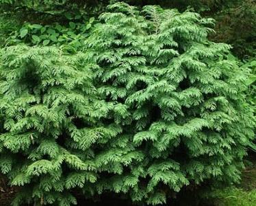 Chamaecyparis lawsoniana 