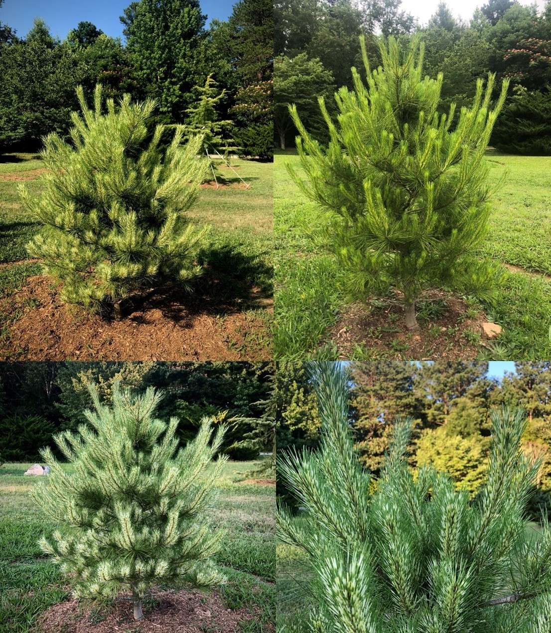 Pinus densiflora 