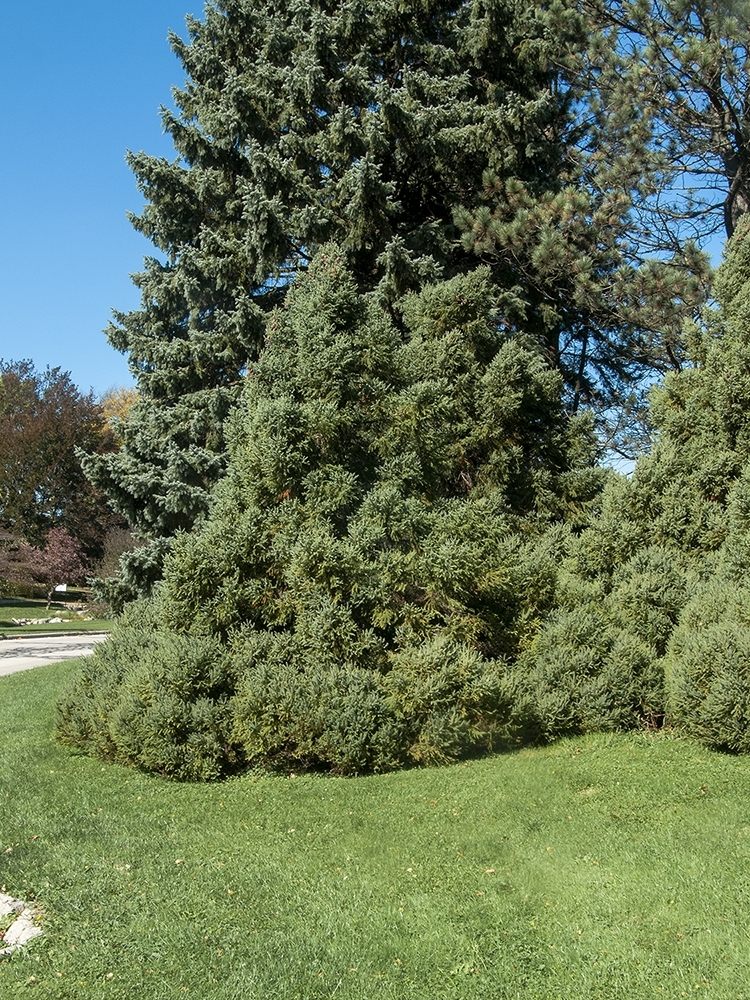 Picea mariana 