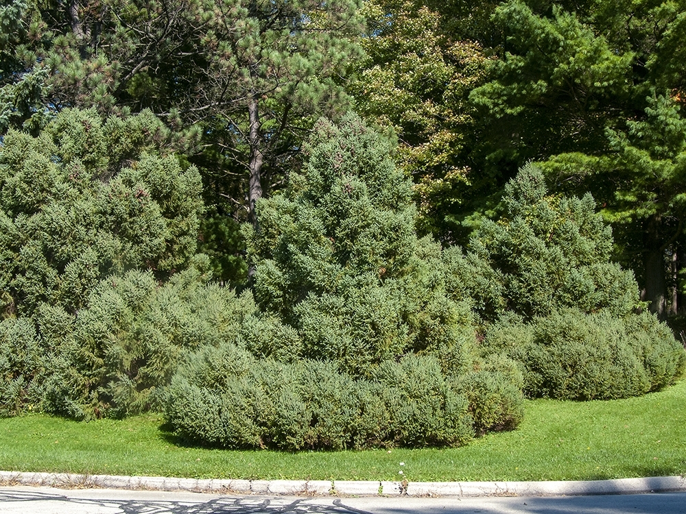 Picea mariana 