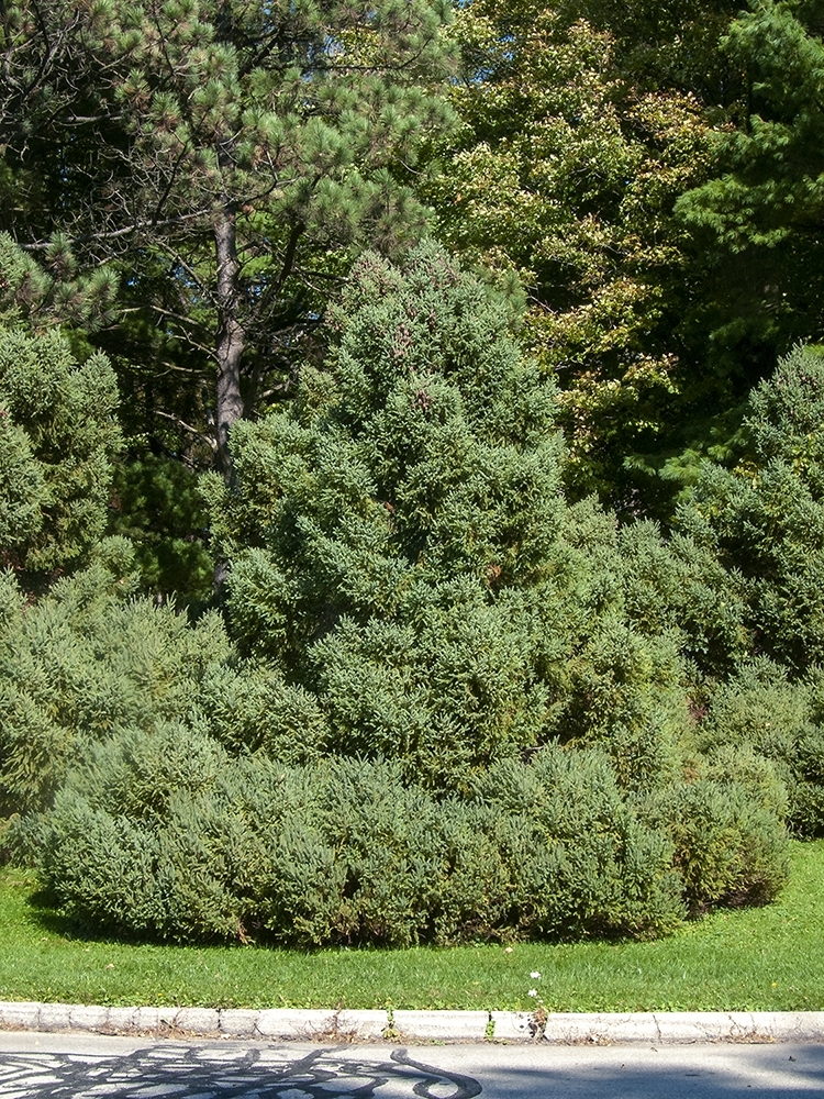 Picea mariana 