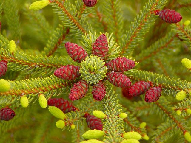 Picea mariana 