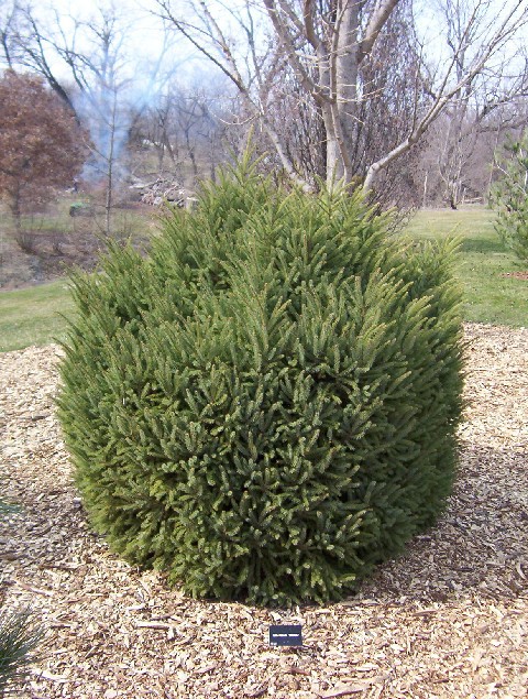 Picea mariana 