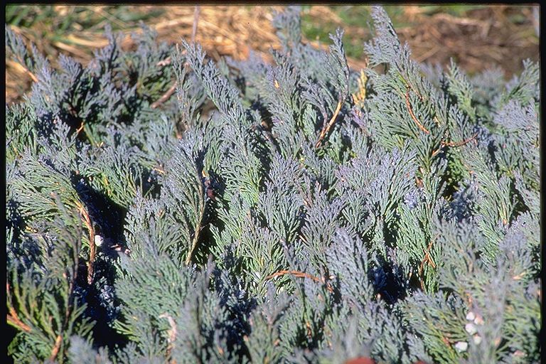 Juniperus horizontalis 