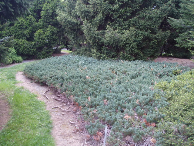 Juniperus horizontalis 