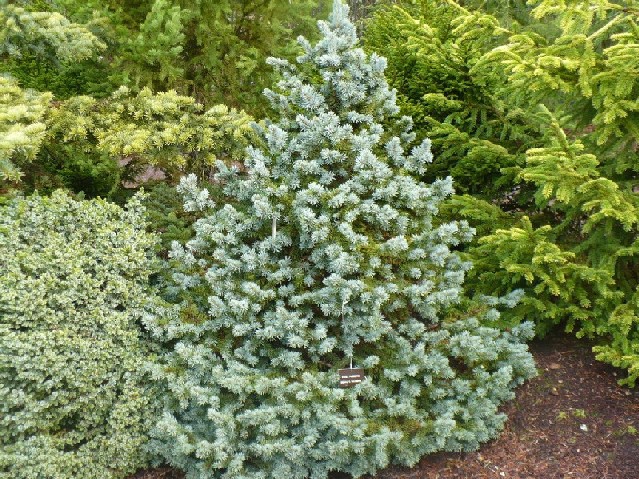 Picea pungens 