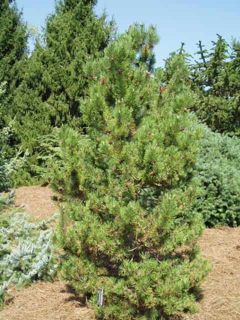 Pinus mugo 