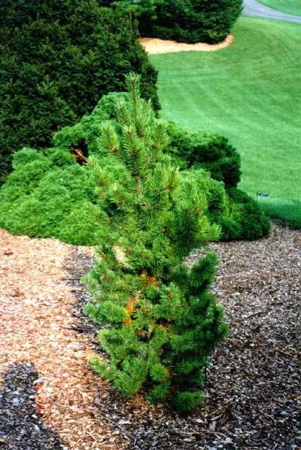 Pinus mugo 