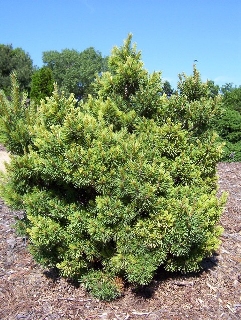 Pinus sylvestris 