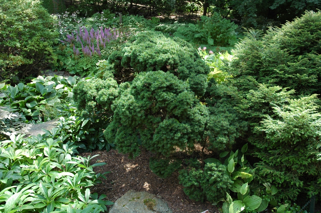 Picea abies 