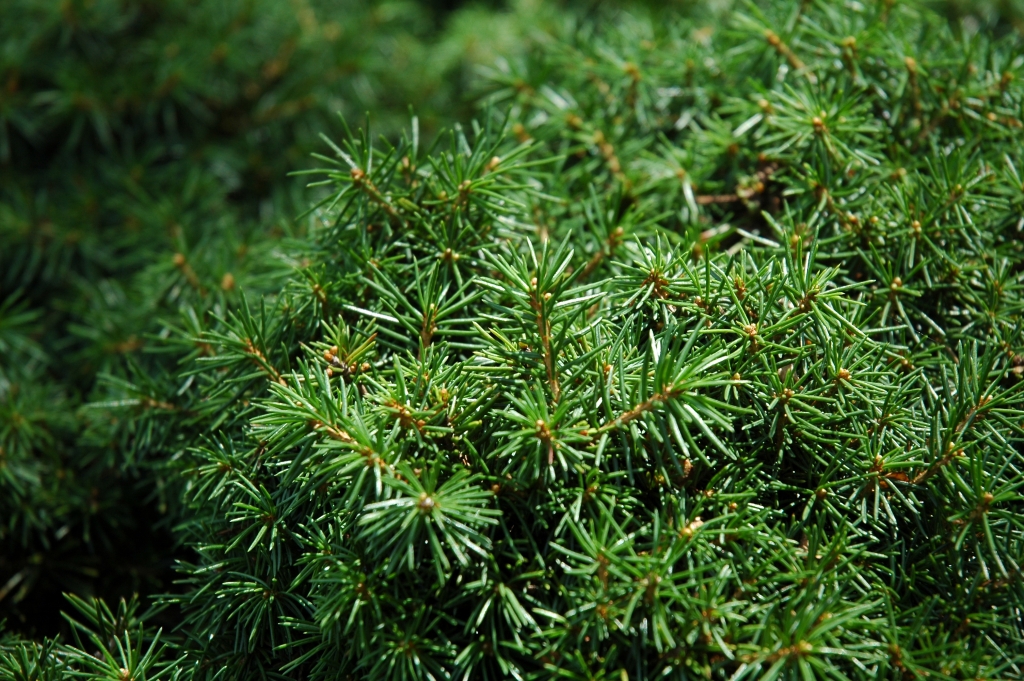 Picea abies 