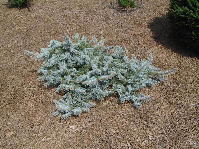 Picea pungens 