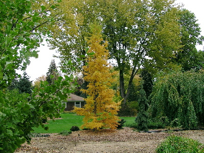 Larix kaempferi 