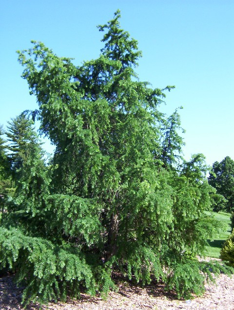 Larix kaempferi 