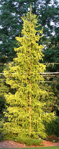 Larix kaempferi 