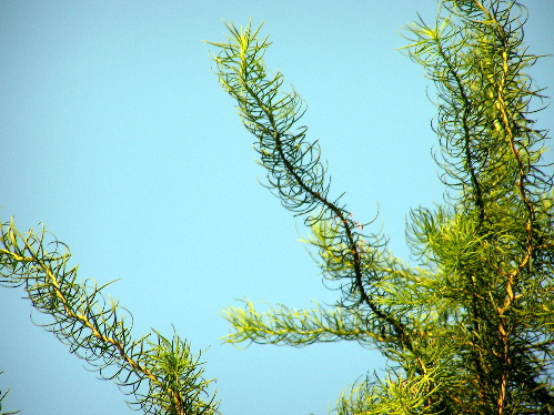 Larix kaempferi 