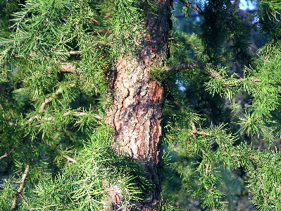 Larix kaempferi 