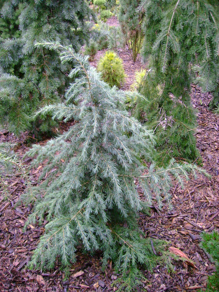 Cedrus deodara 