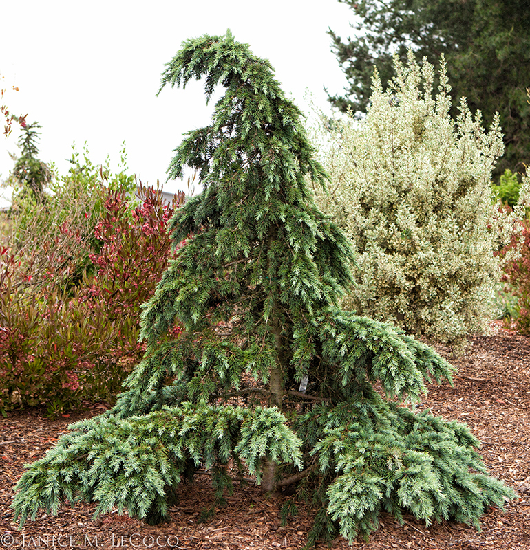 Cedrus deodara 