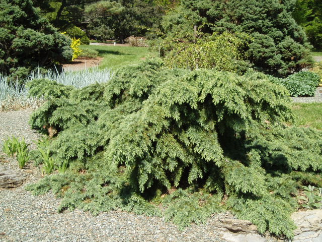 Cedrus deodara 