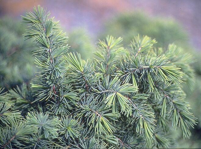 Cedrus deodara 