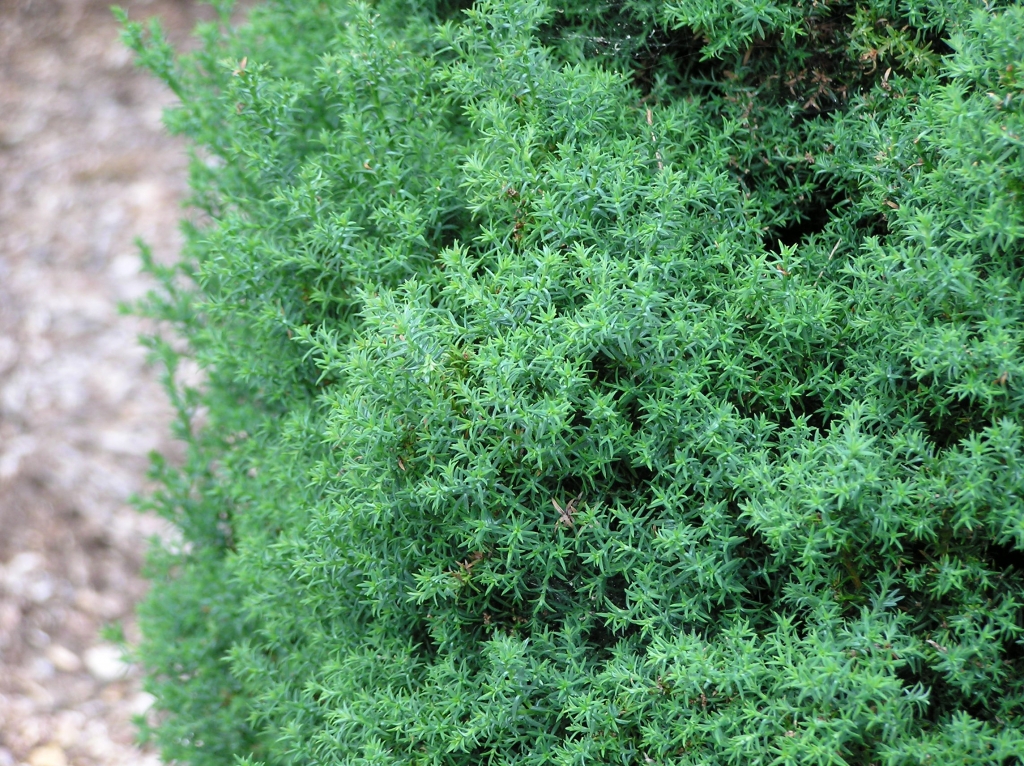 Chamaecyparis obtusa 