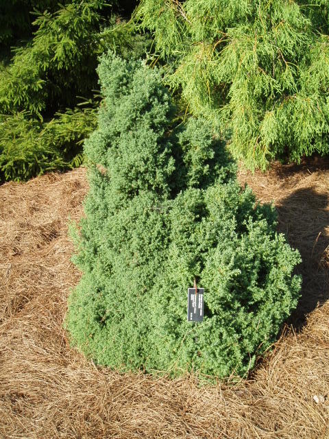 Chamaecyparis obtusa 